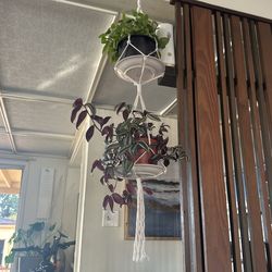 Plants And Hanger 