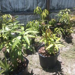 Papaya And Mango Trees!!