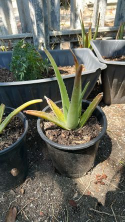 Aloe Vera