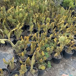 Succulents