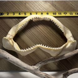Shark Jaw 