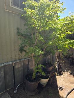 maple tree 6 feet tall