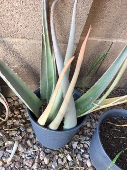 Aloe Vera plants $5 each with pot