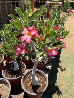 Desert Roses Pink