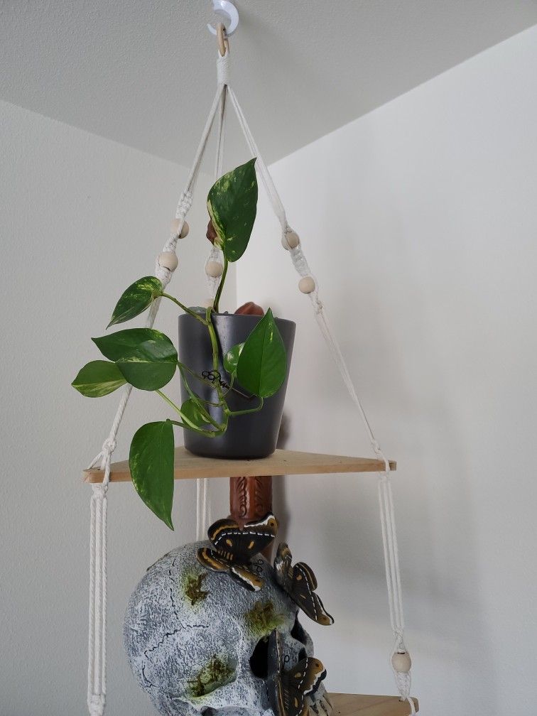 Pothos