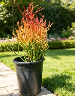 Euphorbia Tirucalli Fire Sticks Succulent Plant