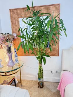 Beautiful Lucky Bamboo Differentes Tamaños