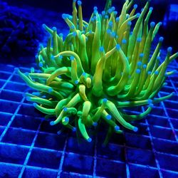 Aquarium Decorations For Saltwater Reef Fish Tank