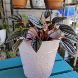 Peperomia Rosso