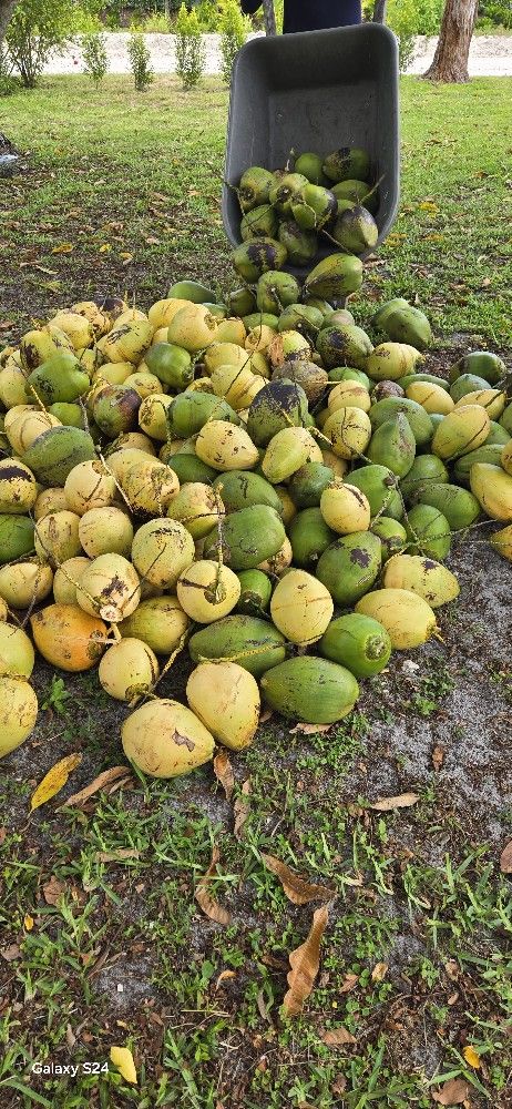 Fresh Coconuts