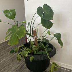 Monestera Plus Two Other Plants Show On Picture 