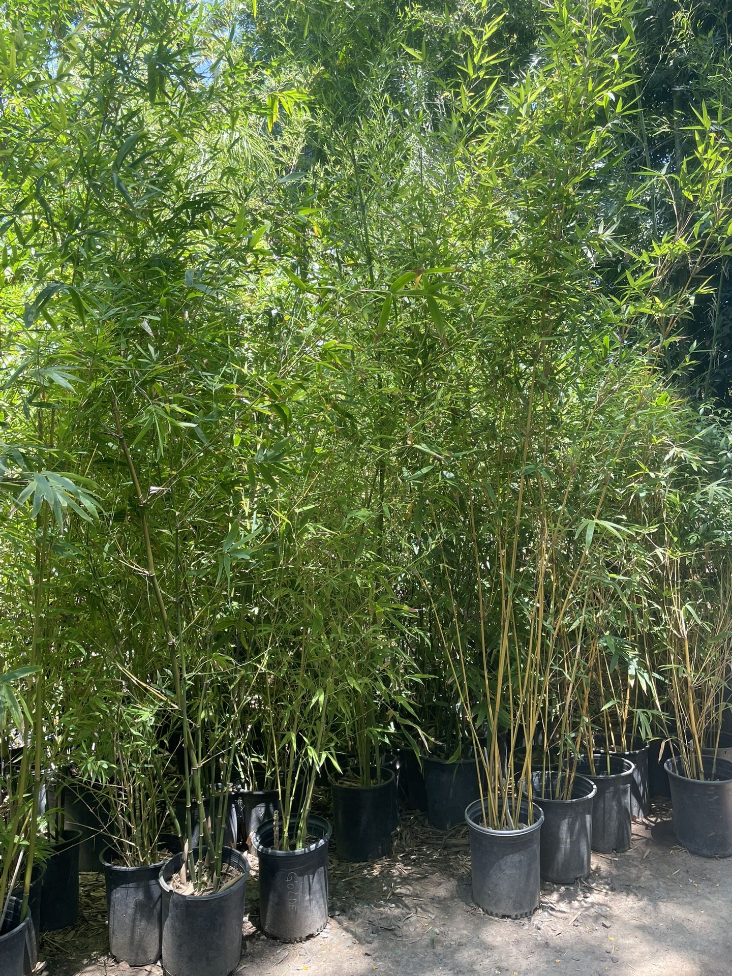 5 Gallon Size- Bamboo Plants- Approximately 4-6 Feet Tall- Multiple Varieties Available 