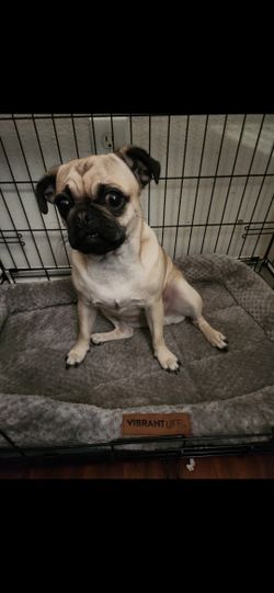 Dog cage.