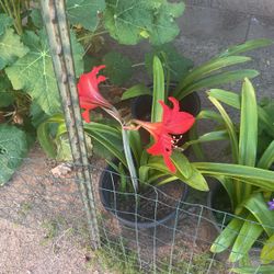 Flor De Azucena Rojo 