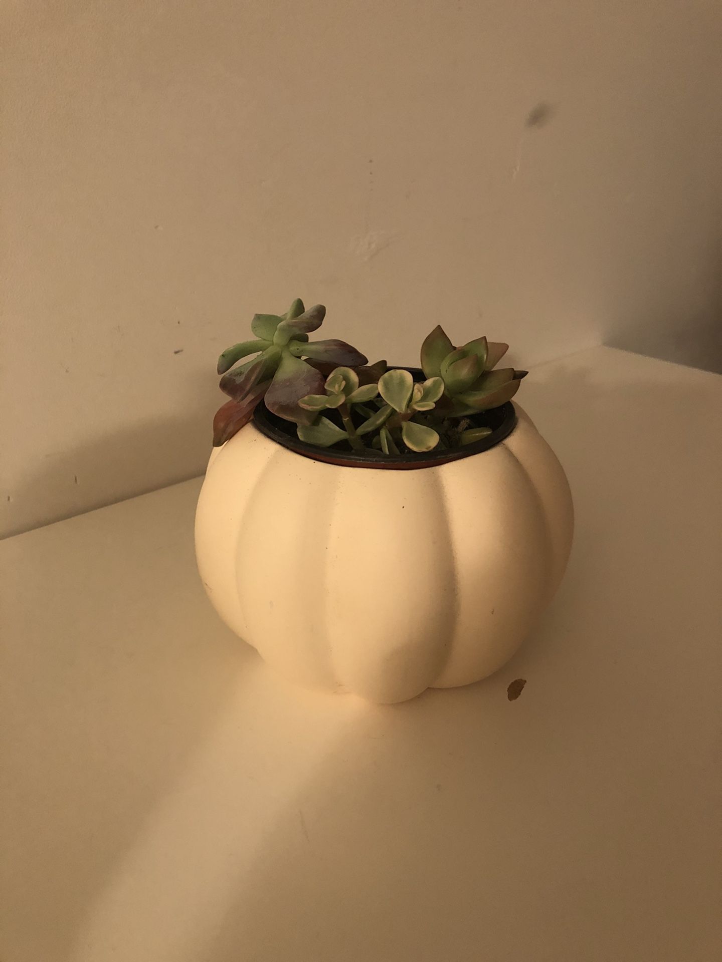 Pumpkin Planter Succulent