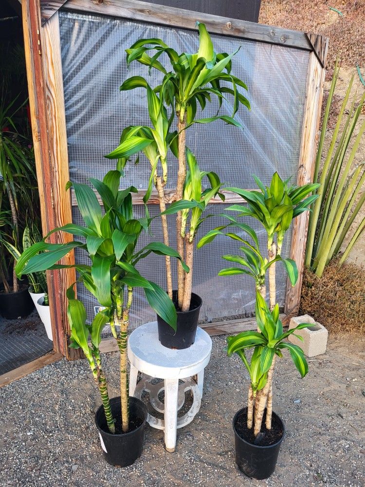 Dracaena Lisa Plants 10" Pot 4 To4.5ft Tall $15 Each