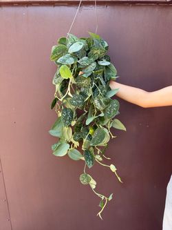 6” silver satin pothos
