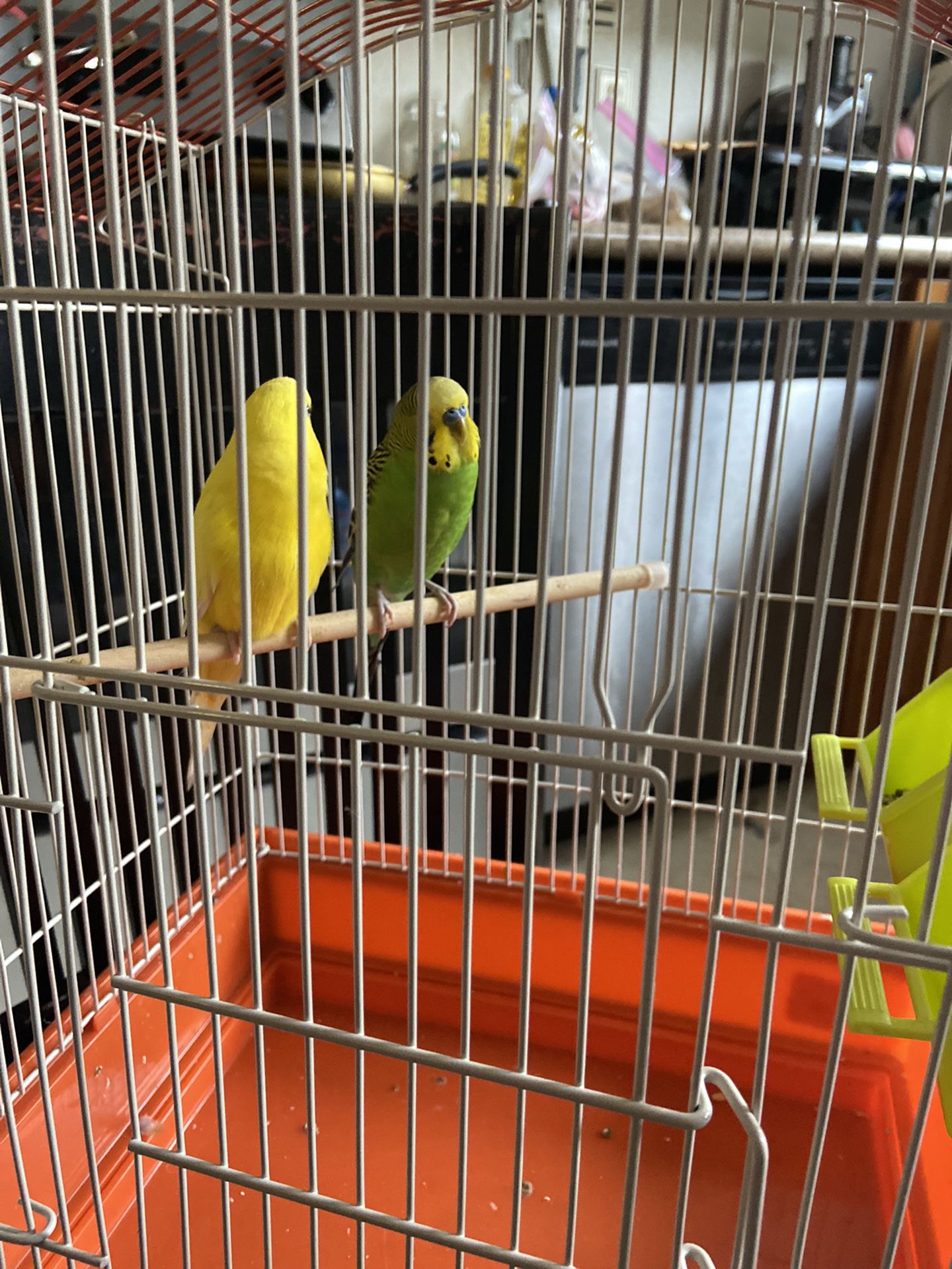 Bird Cage For Sell With Actual Birds 