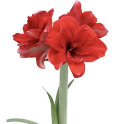 Double Dragon Amaryllis Rare Double Red Hippeastrum Lily Flower Arrangement