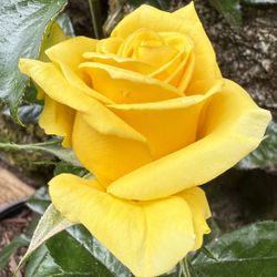 Rare Cutting Rose, Butter Scotch 