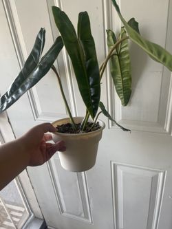 billietiae philodendron 6’