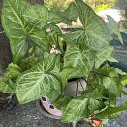 Beautiful Plant With Beautiful Ceramic Pot 