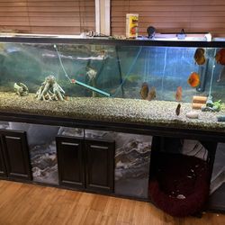 240 Gallon Fish Tank
