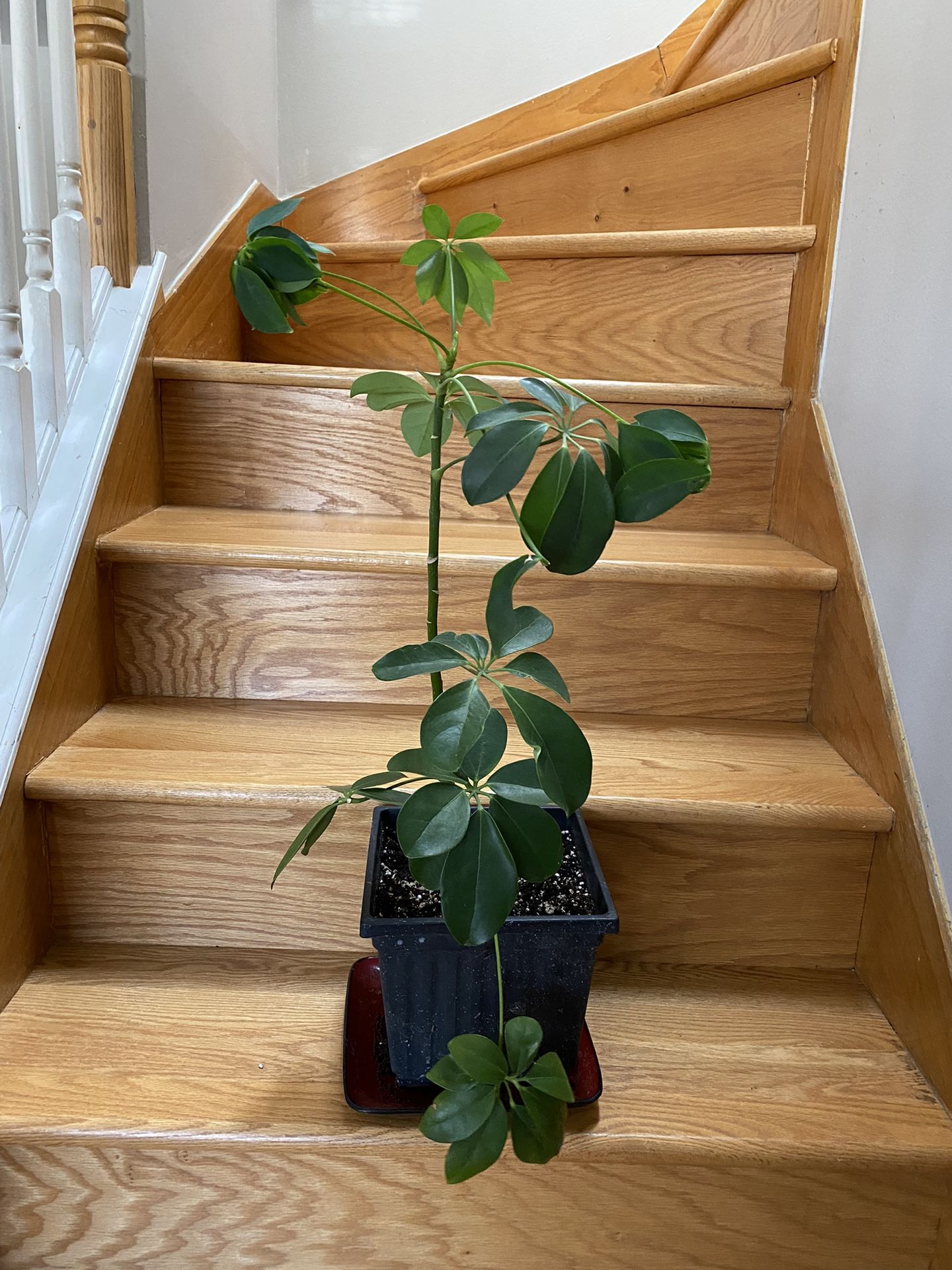 Schaeflera Umbrella Plant New Leaves