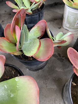 Plants 🪴