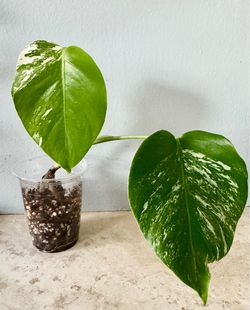 Monstera Albo plant