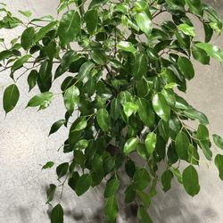 ♥️SUPER HEALTHY Weeping Fig Low maintenance & stress-reducing, perfect for busy plant lover ♥️