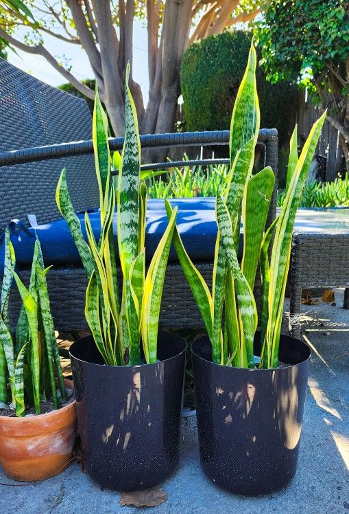 Snake Plant Succulents ( 2-3' ft. Tall ) ππΏ