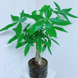 Money Trees With A Beautiful Ceramic Pot - 24” Tall - Indoor Plant 