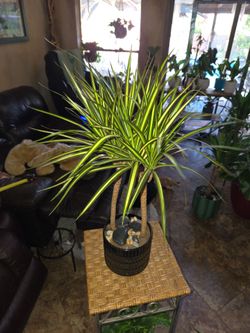 2ft tall live Dracena Plants in new 6in Ceramic pot with polished stones