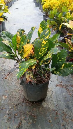 Croton Magnificent - 3 gallons