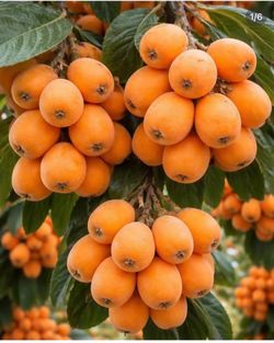 Loquat Tree in 20 gallons pot