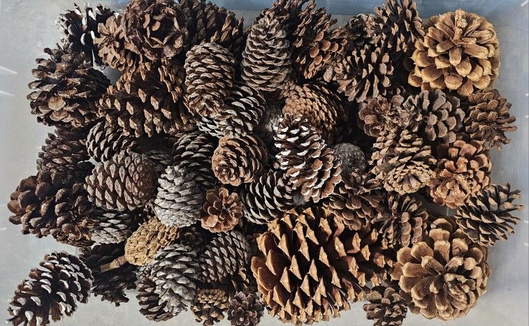 Assorted Pine Cones (30pcs)