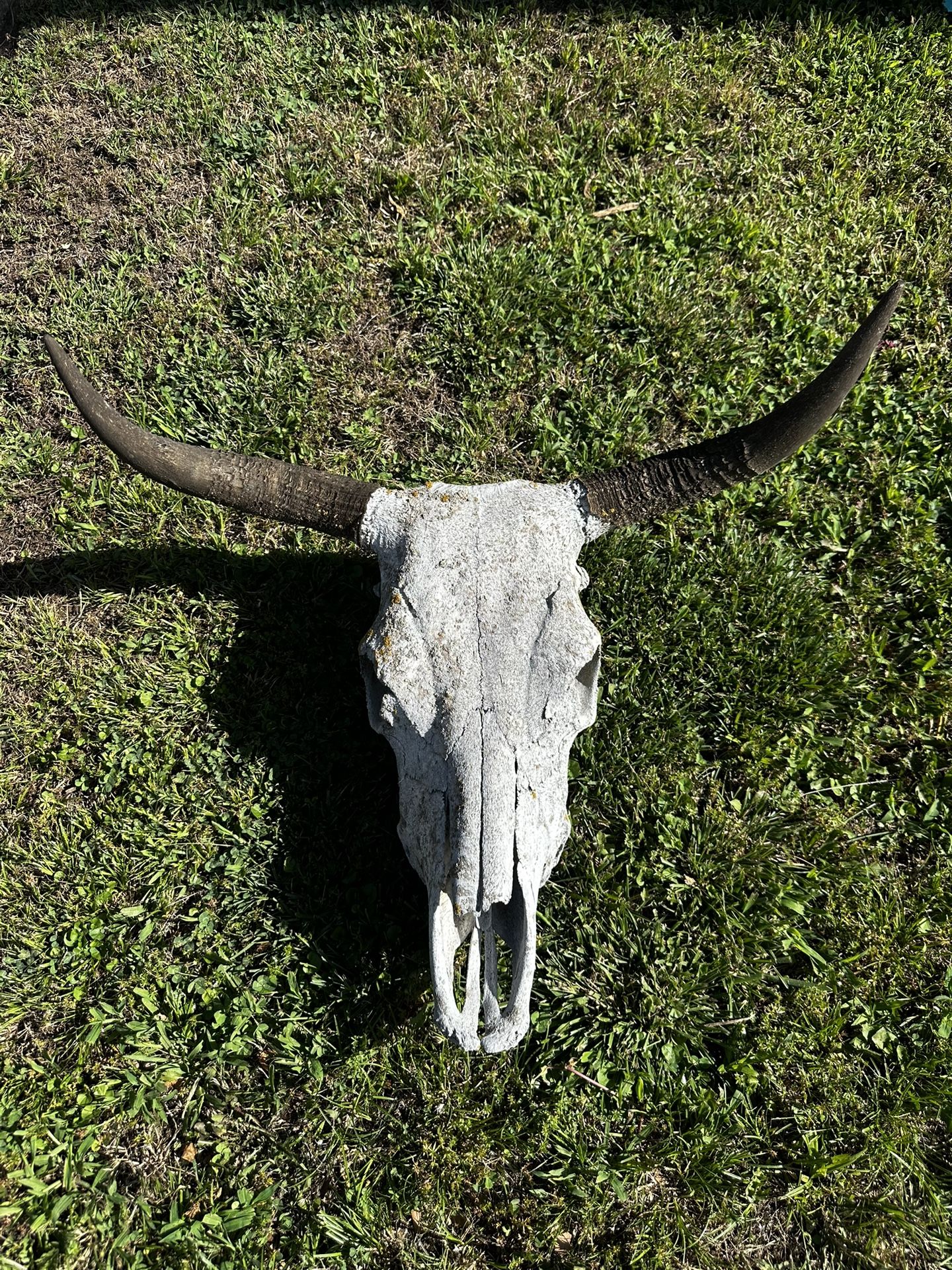 Cow Skull