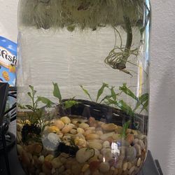 Shrimp Jar
