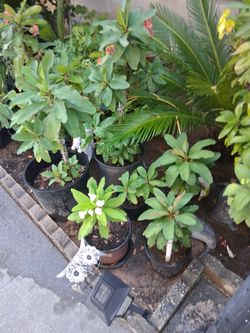 Plantas de corona de crito,