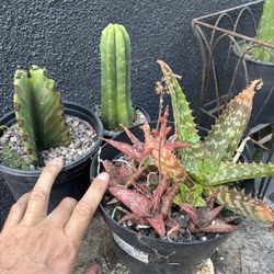 Cacti And Succulents For Sale