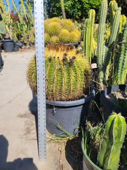 Golden barrel cactus