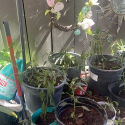 Chiltepin growing tree will bloom very soon