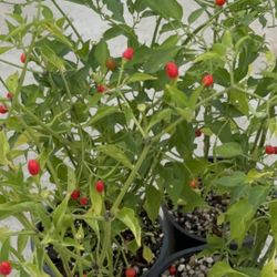 Chiltepin Plants - Small and Mighty Chili. Capsicum annuum var. Glabriusculum, Bird Chili Capsicum annuum var. Glabriusculum, is closely related to