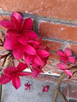 4 assorted plumeria clippings (only today deal)