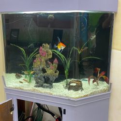 100 Gallon Freshwater tank with stand and filter 