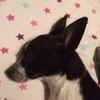 neena