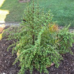 Elephant Bush or Dwarf Jade Plant.