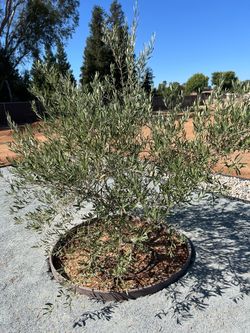Olive tree 36” fruitless