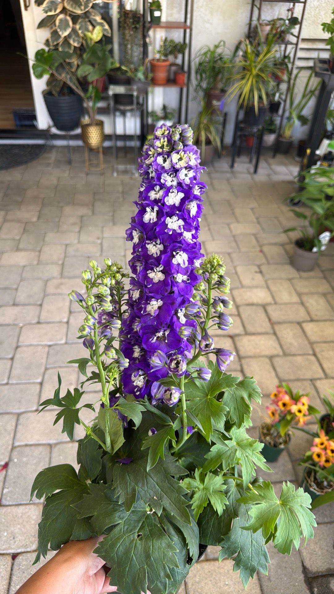 Delphinium (Larkspur)